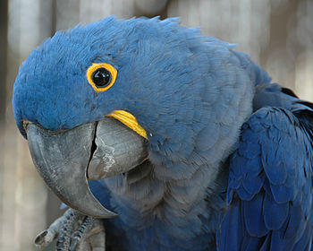 English: Hyacinth Macaw (Anodorhynchus hyacint...