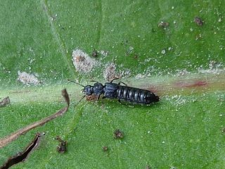 <i>Anotylus rugosus</i> Species of beetle