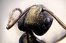 Ant head Ant Head.jpg