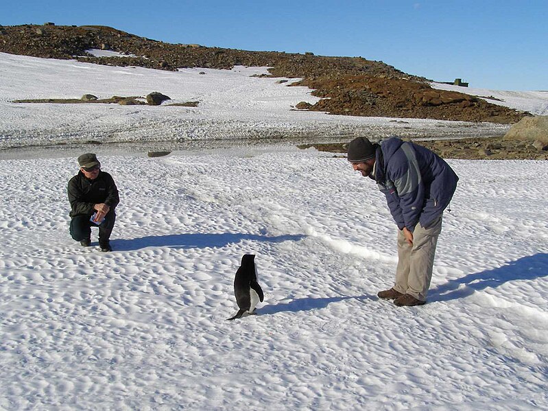 File:AntarcticaSummer.jpg