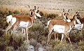 Antelope or pronghorn