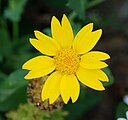 Anthemis arvensis (Asteraceae) Mayweed