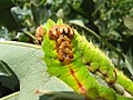 Antheraea pernyi 5th instar 6 sjh