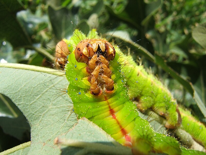 File:Antheraea pernyi 5th instar 6 sjh.jpg