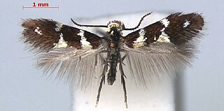 <i>Aspilanta oinophylla</i> Species of moth