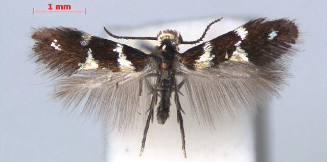 Family Heliozelidae (Shield Bearer Moths)