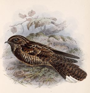 Descripción de la imagen Antrostomus saturatus 1902.jpg.