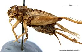 Anurogryllus muticus