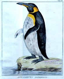 Aptenodytes patagonicus, the king penguin Aptenodytes patagonica (King Penguin).tif