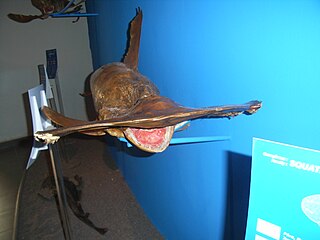 Smooth Hammerhead Shark Sphyrna zygaena in the Rhodes Aquarium Museum