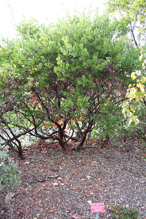 Arctostaphylos hispidula - Regional Parks Botanic Garden, Berkeley, CA - DSC04377