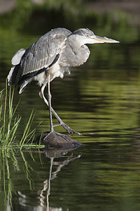 Ardea cinerea without noise reduction.