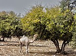 Bildeto por Mediteraneaj sekaj duonarbaroj de akacio kaj arganio