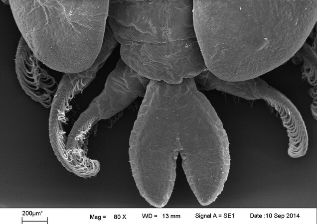 Argulus foliaceus. SEM image by Dijana Blazekovic