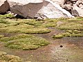 Viscacha em seu habitat natural.