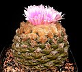 Ariocarpus fissuratus2 ies.jpg