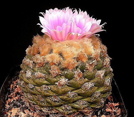 Ariocarpus fissuratus