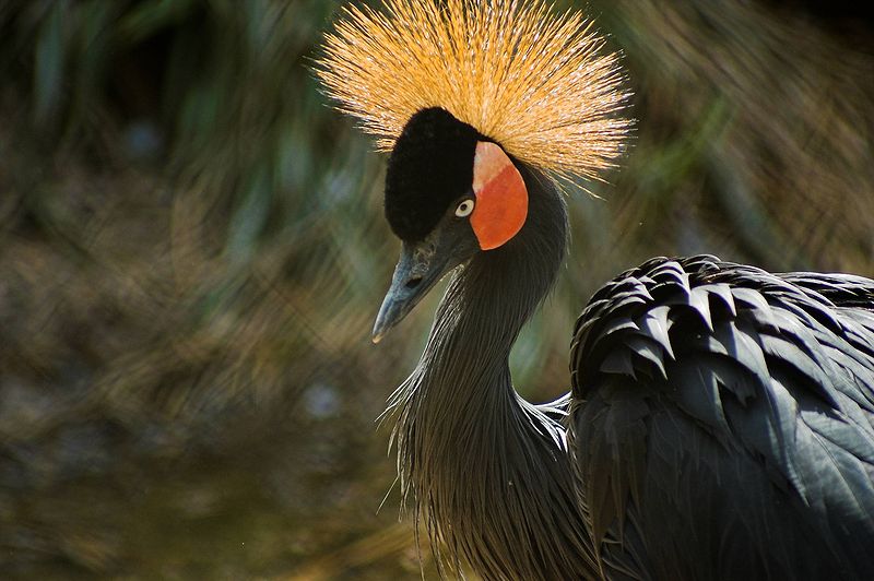 File:Artis black crowned crane1.jpg