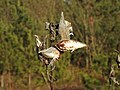 Asclepias syriaca (Milkweed) spreading seeds, autumn, Poland