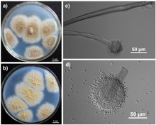 (a) Colonies growing in Czapek's agar for 7 days; (b) The yellowish colonies observed from the reverse side of the Czapek's agar; (c) Sporophore and spherical sporangium; (d) Conidia and sporangium with bilayer structure