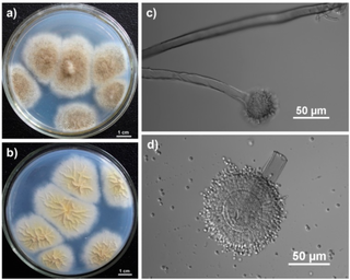 <i>Aspergillus tubingensis</i> Species of fungus