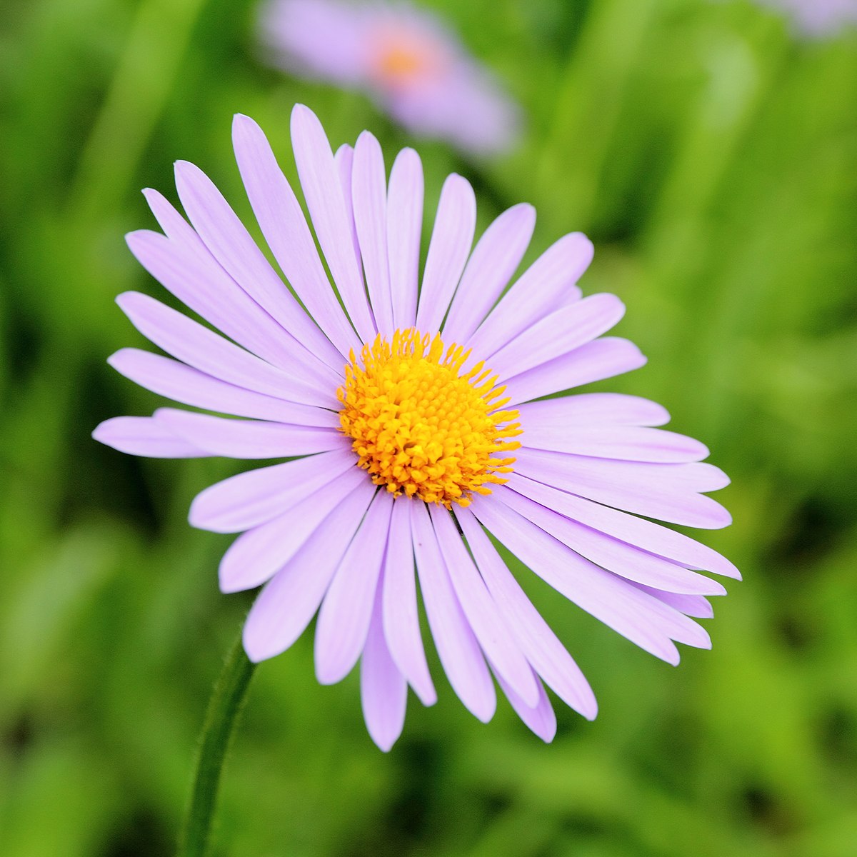 Aster Tongolensis