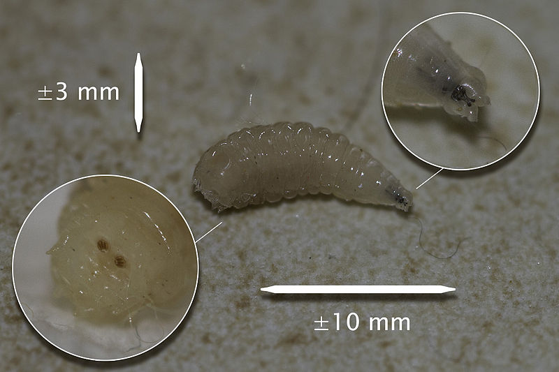 File:Asticot Maggot.jpg