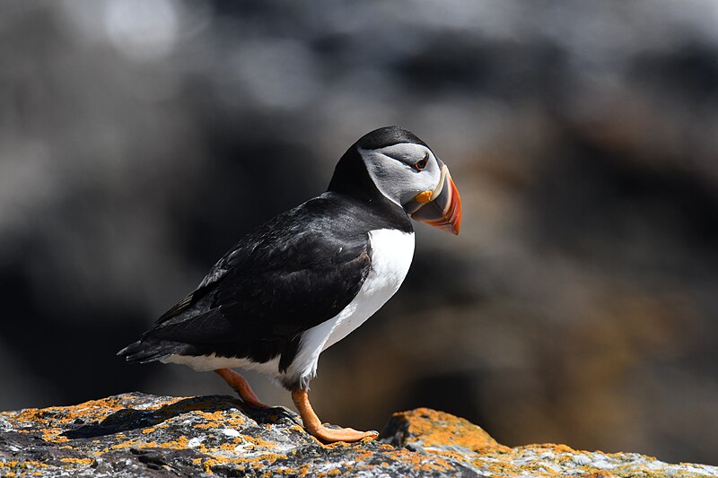 File:Atlantic puffin elliston 7.24.22 DSC 0720.jpg