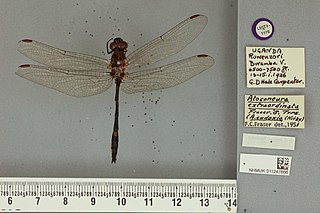 <i>Atoconeura eudoxia</i> Species of dragonfly
