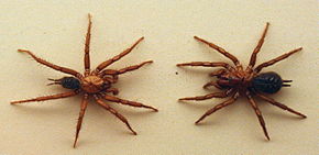 Description of AustralianMuseum spider specimen image 31.JPG.