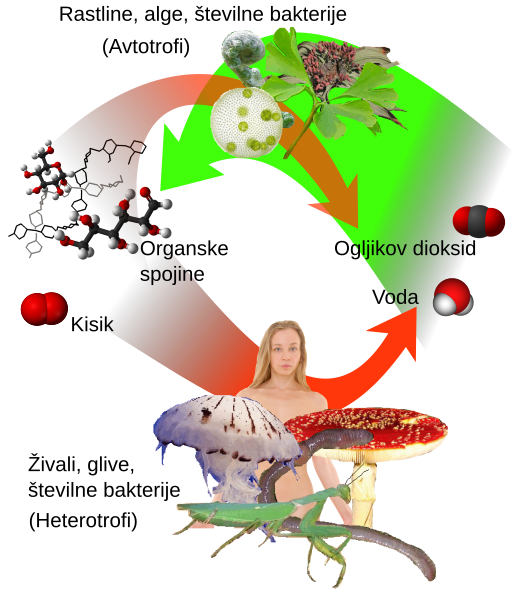 File:Auto-and heterotrophs sl.svg