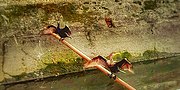 Thumbnail for File:Aves no canal.jpg