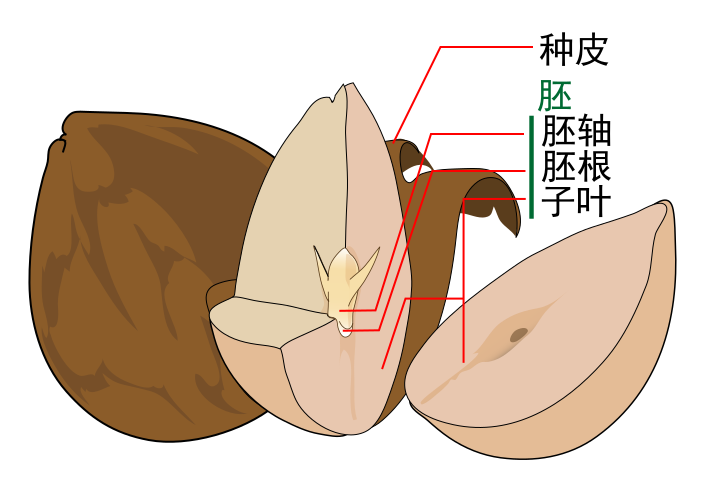 File:Avocado seed diagram-zh-cn.svg