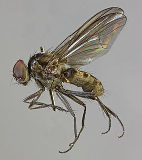 <i>Azelia nebulosa</i> Species of fly