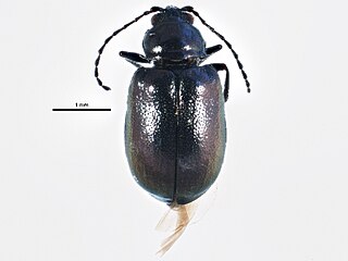 <i>Altica corni</i> Species of beetle