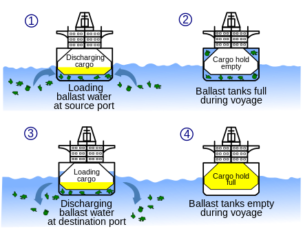 Diagram showing the water pollution of the seas from untreated ballast water discharges