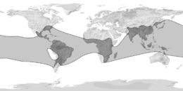 Bambusoideae World map.png