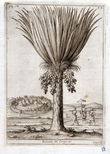 File:Banana del Congo, 1687 – BEIC IE8973264.tif