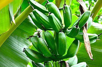 Banana cultivars in Queen Sirikit Park