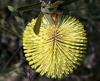 <i>Banksia rosserae</i> Species of shrub in the family Proteaceae endemic to inland Western Australia