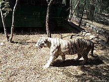 Bannerghata zoo.jpg