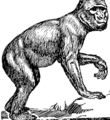 Barbary Ape