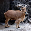 Берберска овца во Зоолошката градина Теноџи, Осака.