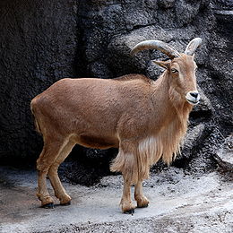 Bak példány egy japán állatkertben