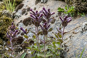 Bartsja alpejska Bartsia alpina