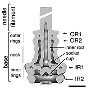 October 18: Basal body of T3SS needle complex. The black line indicates 10 nanometers.