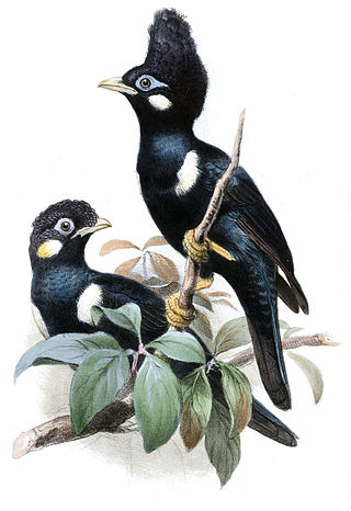 <i>Basilornis</i> Genus of birds