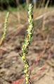 Bassia laniflora, Darmstadt-Eberstadt