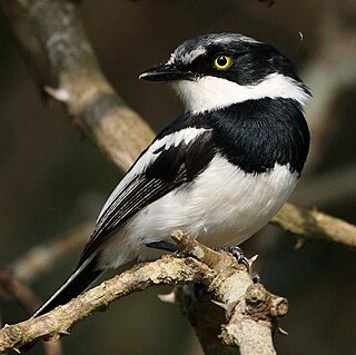 <span class="mw-page-title-main">Chinspot batis</span> Species of bird