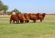 Beefmaster heifers